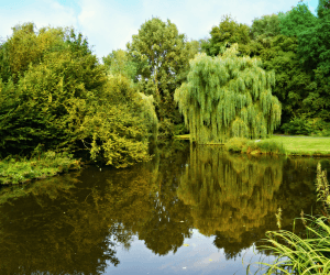 Decorative Ponds