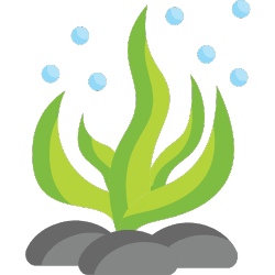 Prevention of Algae Growth